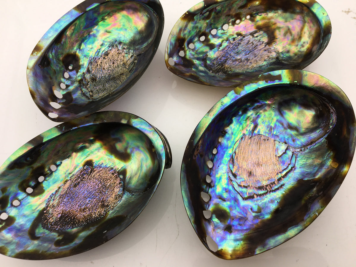 AAA 12-13cm LARGE Abalone Shell, Ritual Shell, Nautical Decor, Coastal Decor, Beach House Decor, Seashell Decor, Seashells, ASH-012