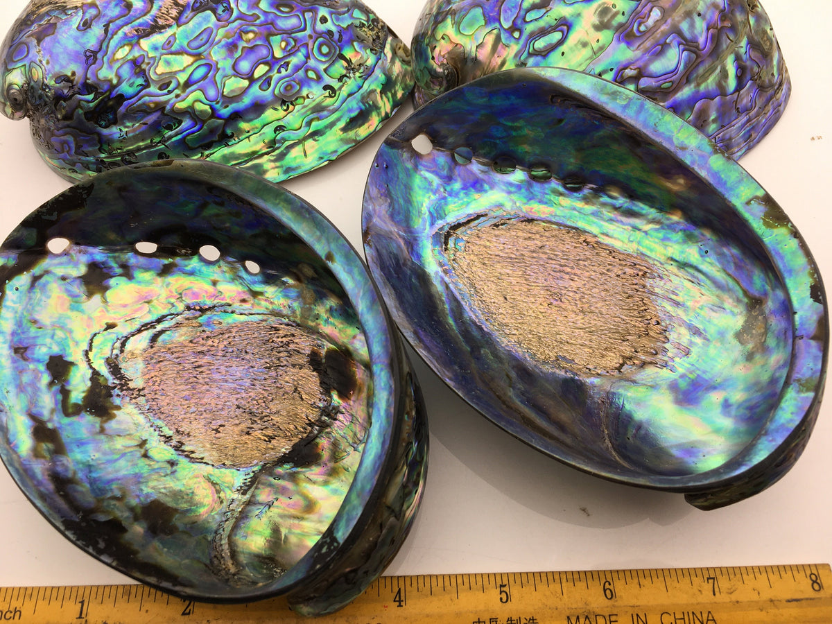 AA+ 12-14cm LARGE Abalone Shell, Ritual Shell, Nautical Decor, Coastal Decor, Beach House Decor, Seashell Decor, Seashells, ASH-015
