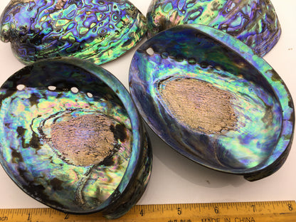 AA+ 12-14cm LARGE Abalone Shell, Ritual Shell, Nautical Decor, Coastal Decor, Beach House Decor, Seashell Decor, Seashells, ASH-015
