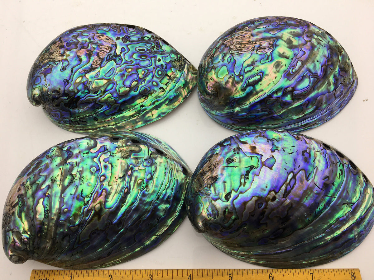 AA+ 12-14cm LARGE Abalone Shell, Ritual Shell, Nautical Decor, Coastal Decor, Beach House Decor, Seashell Decor, Seashells, ASH-015