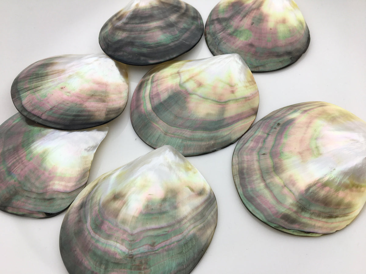 1pc AAA 8-9cm size Tahitian black lip mother of pearl shell,One pc,Oyster, tahitian pearl,ASH-006-8