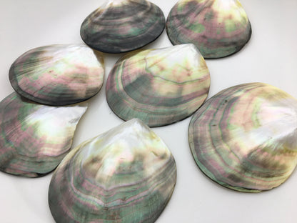 1pc AAA 8-9cm size Tahitian black lip mother of pearl shell,One pc,Oyster, tahitian pearl,ASH-006-8