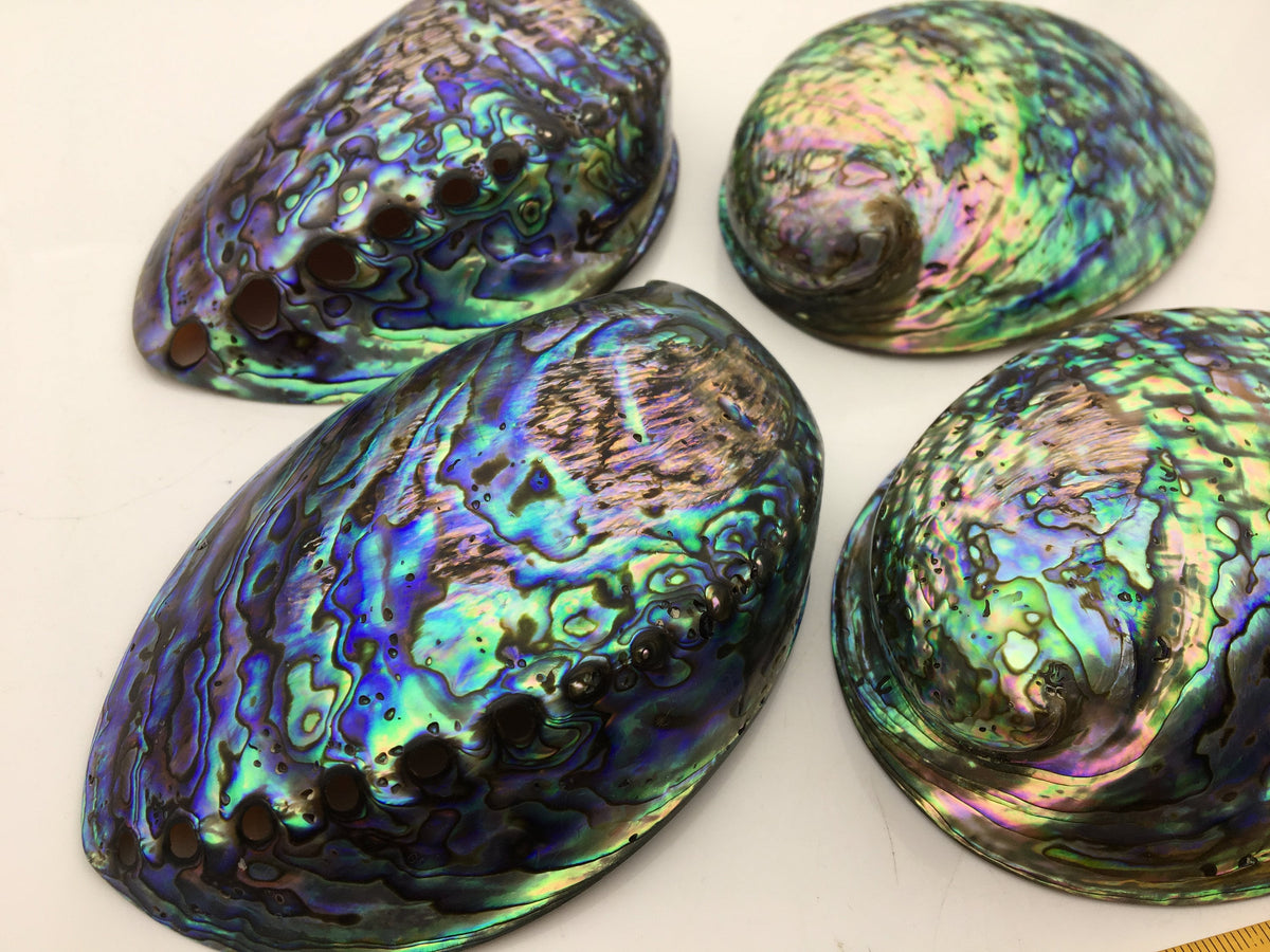 AAA 12-13cm LARGE Abalone Shell, Ritual Shell, Nautical Decor, Coastal Decor, Beach House Decor, Seashell Decor, Seashells, ASH-012
