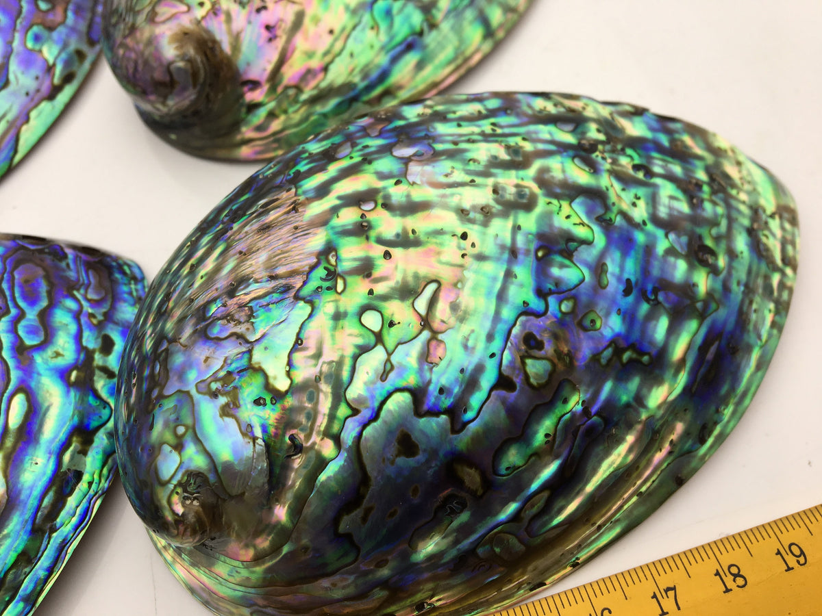 AAA 12-13cm LARGE Abalone Shell, Ritual Shell, Nautical Decor, Coastal Decor, Beach House Decor, Seashell Decor, Seashells, ASH-012