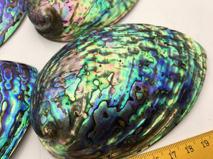 AAA 12-13cm LARGE Abalone Shell, Ritual Shell, Nautical Decor, Coastal Decor, Beach House Decor, Seashell Decor, Seashells, ASH-012