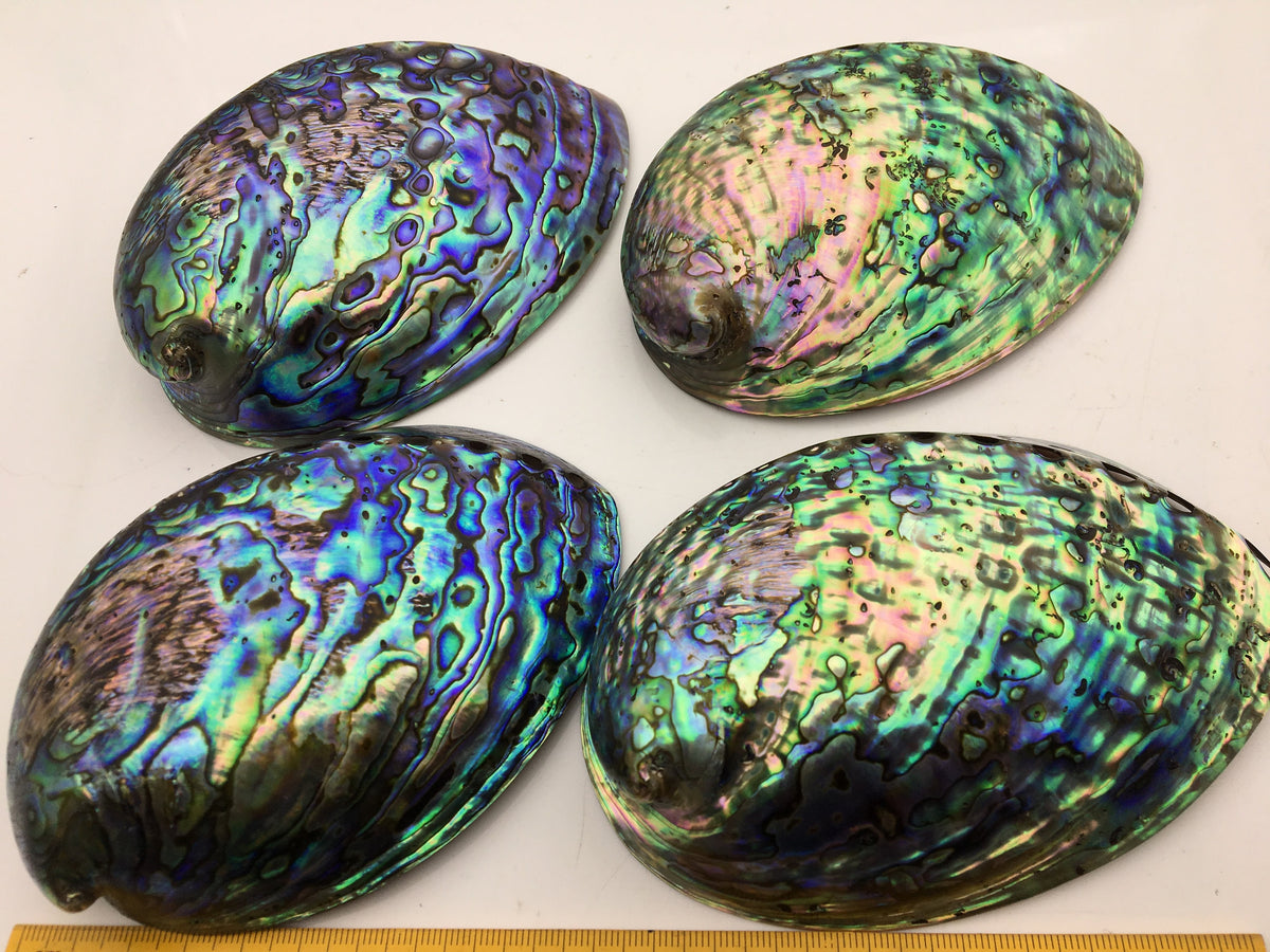 AAA 12-13cm LARGE Abalone Shell, Ritual Shell, Nautical Decor, Coastal Decor, Beach House Decor, Seashell Decor, Seashells, ASH-012