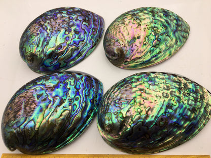 AAA 12-13cm LARGE Abalone Shell, Ritual Shell, Nautical Decor, Coastal Decor, Beach House Decor, Seashell Decor, Seashells, ASH-012
