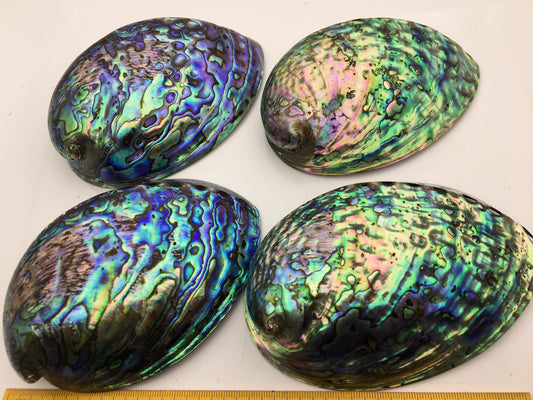 AAA 12-13cm LARGE Abalone Shell, Ritual Shell, Nautical Decor, Coastal Decor, Beach House Decor, Seashell Decor, Seashells, ASH-012