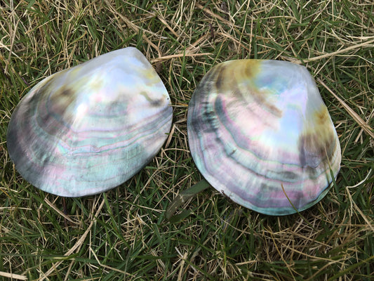 1pc AAA 8-9cm size Tahitian black lip mother of pearl shell,One pc,Oyster, tahitian pearl,ASH-006-8