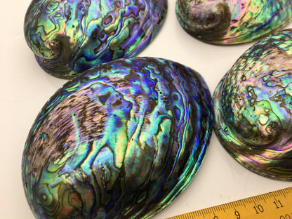 AAA 12-13cm LARGE Abalone Shell, Ritual Shell, Nautical Decor, Coastal Decor, Beach House Decor, Seashell Decor, Seashells, ASH-012