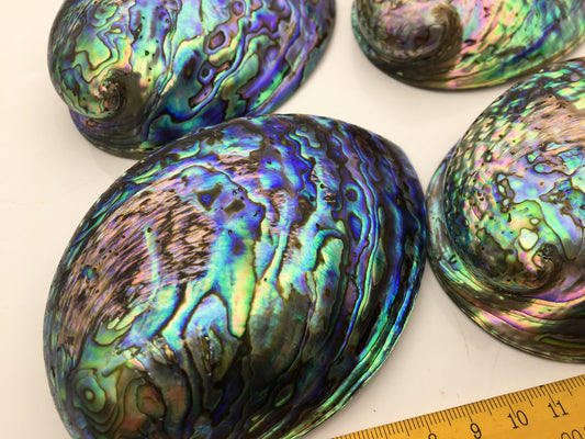AAA 12-13cm LARGE Abalone Shell, Ritual Shell, Nautical Decor, Coastal Decor, Beach House Decor, Seashell Decor, Seashells, ASH-012