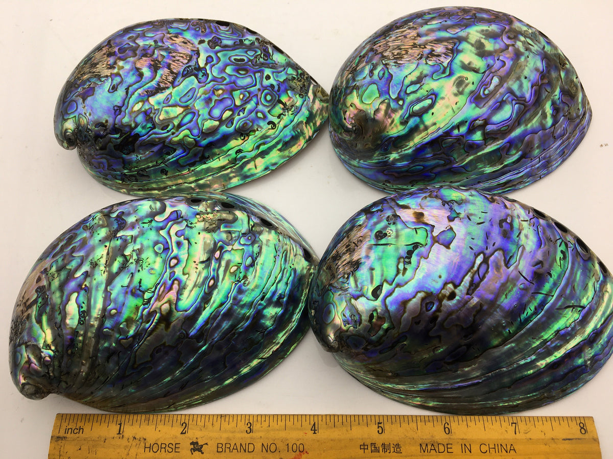 AA+ 12-14cm LARGE Abalone Shell, Ritual Shell, Nautical Decor, Coastal Decor, Beach House Decor, Seashell Decor, Seashells, ASH-015