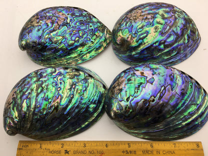 AA+ 12-14cm LARGE Abalone Shell, Ritual Shell, Nautical Decor, Coastal Decor, Beach House Decor, Seashell Decor, Seashells, ASH-015