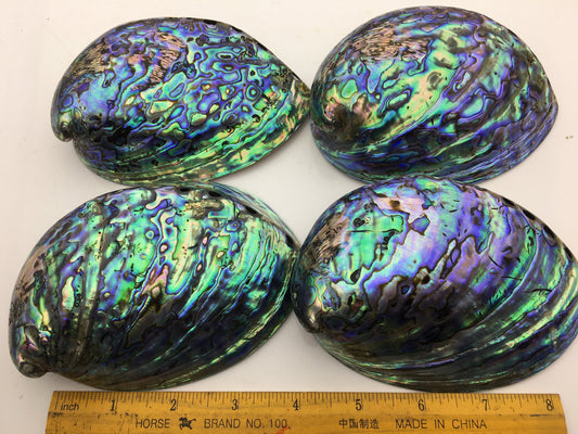 AA+ 12-14cm LARGE Abalone Shell, Ritual Shell, Nautical Decor, Coastal Decor, Beach House Decor, Seashell Decor, Seashells, ASH-015