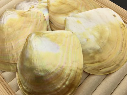 AA+ 11CM UP Big Natural Yellow Golden Sea Mother of Pearl,Sea Oyster pearl,ASH-011-2