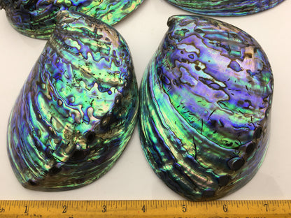 AA+ 12-14cm LARGE Abalone Shell, Ritual Shell, Nautical Decor, Coastal Decor, Beach House Decor, Seashell Decor, Seashells, ASH-015
