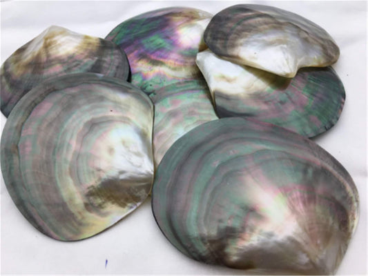 AAA big than 9cm Tahitian blacklip mother of pearl shell natural cut,One pc,tahitian Oyster,ASH-006-2