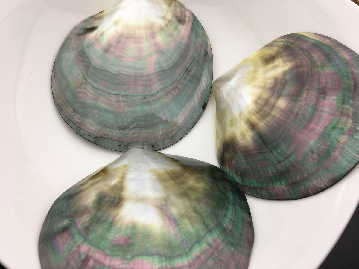 AAA big than 10cm Tahitian blacklip mother of pearl shell natural cut,One pc,tahitian Oyster,ASH-006-3