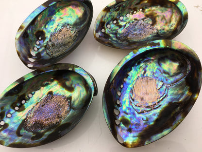 AAA 12-13cm LARGE Abalone Shell, Ritual Shell, Nautical Decor, Coastal Decor, Beach House Decor, Seashell Decor, Seashells, ASH-012