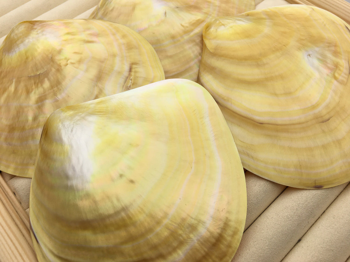 AAA 11CM UP Big Natural Yellow Golden Sea Mother of Pearl,Sea Oyster pearl,ASH-011-1